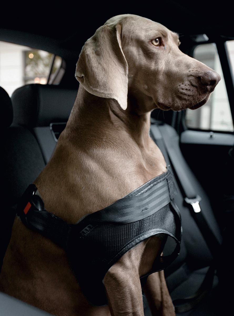 Se till att bilen och hunden blir bästa kompisar