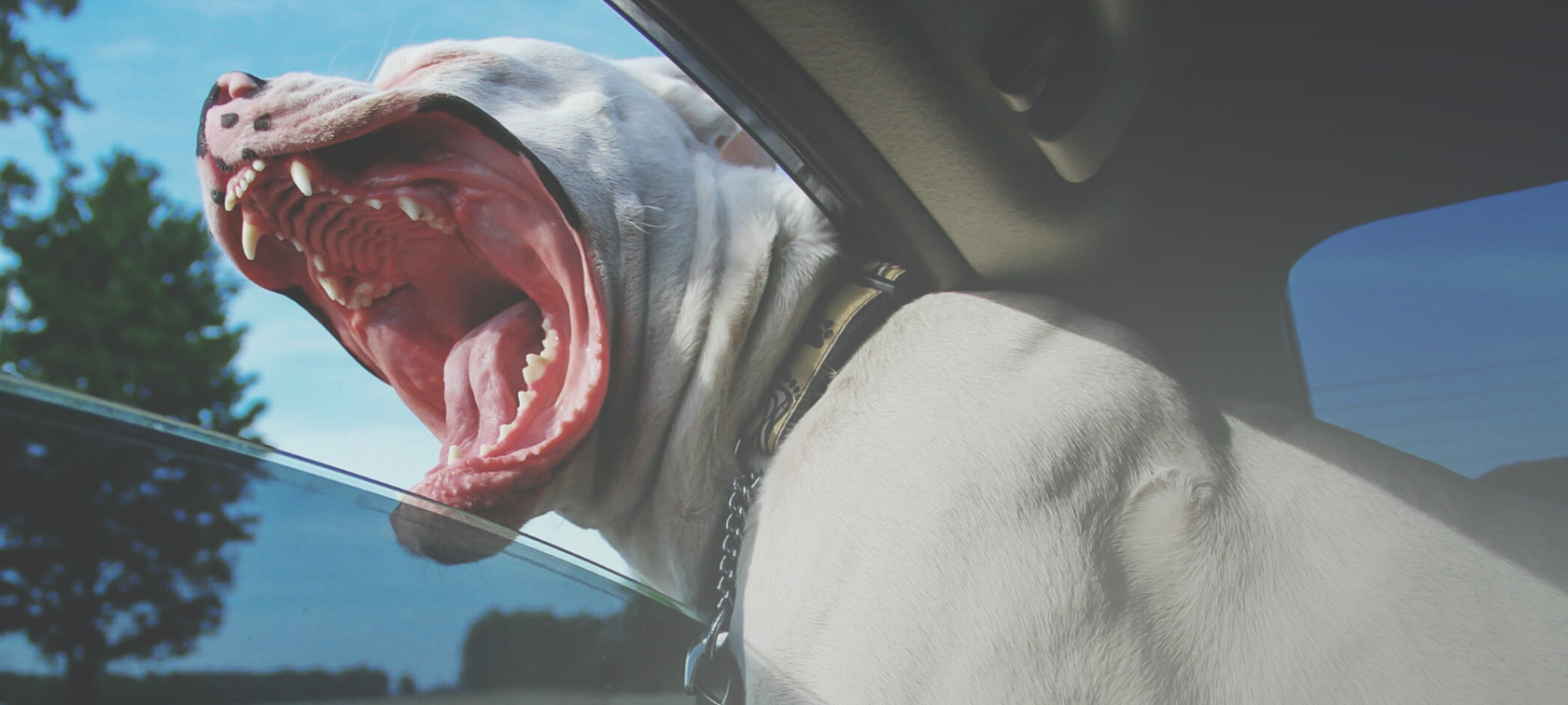 Se till att bilen och hunden blir bästa kompisar